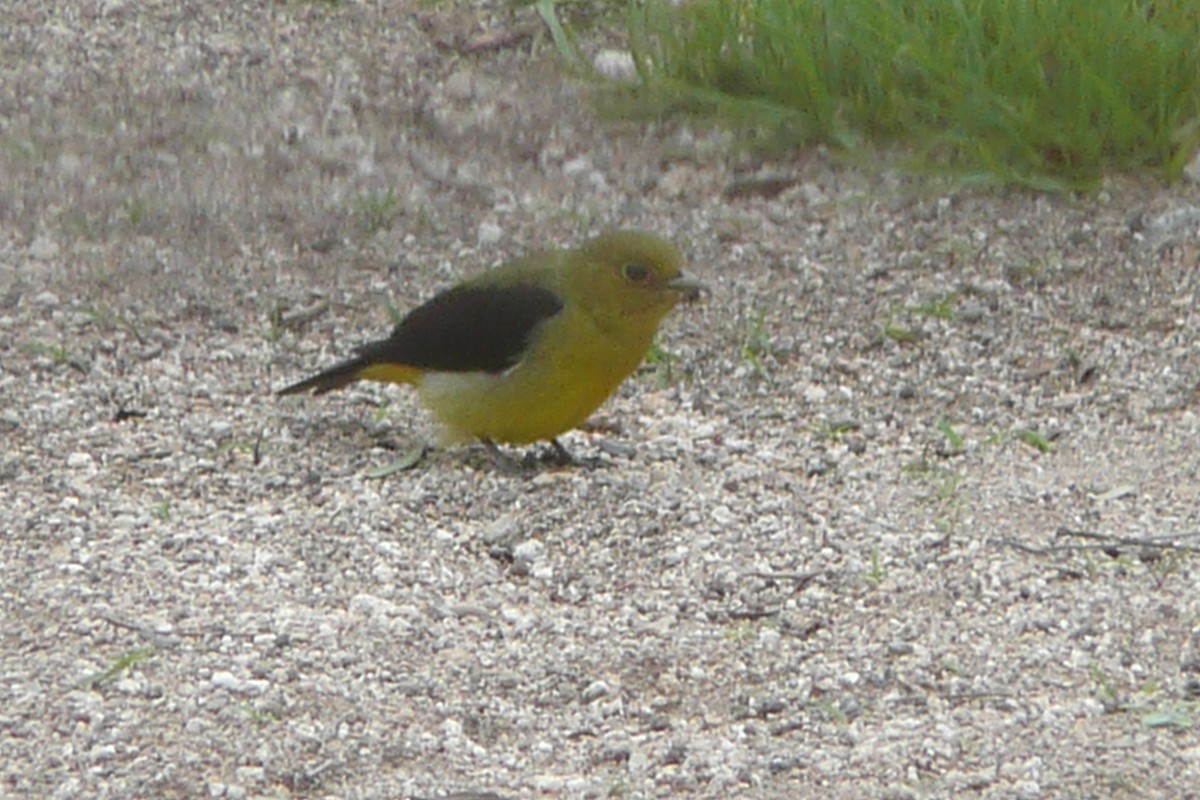 Scarlet Tanager - ML645556629