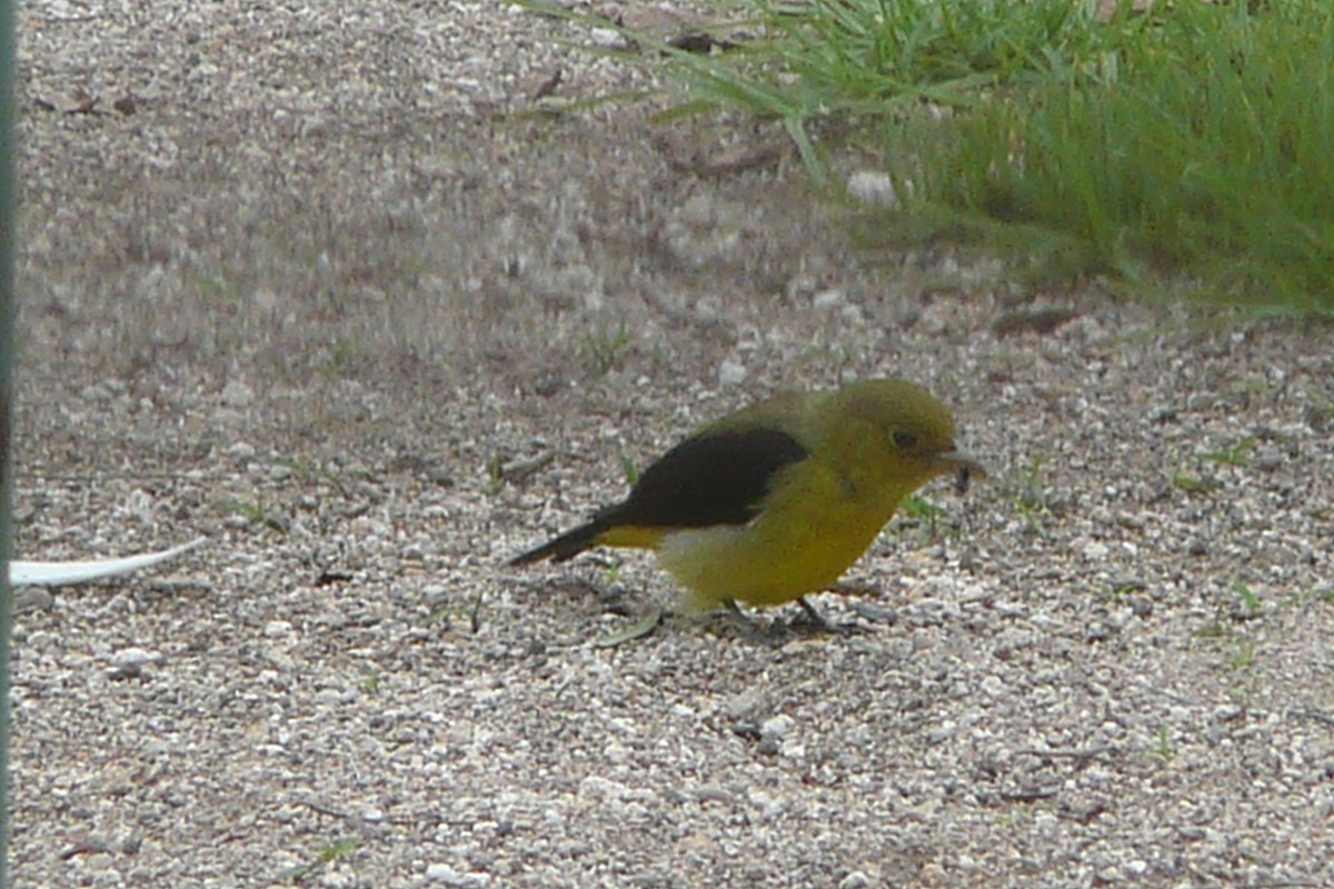 Scarlet Tanager - ML645556630