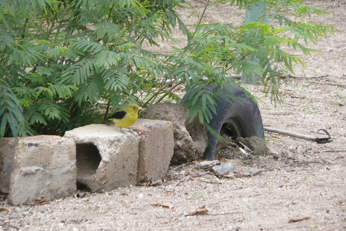 Scarlet Tanager - ML645556631