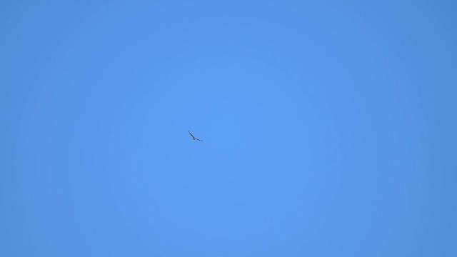 Птица-секретарь - ML645556635