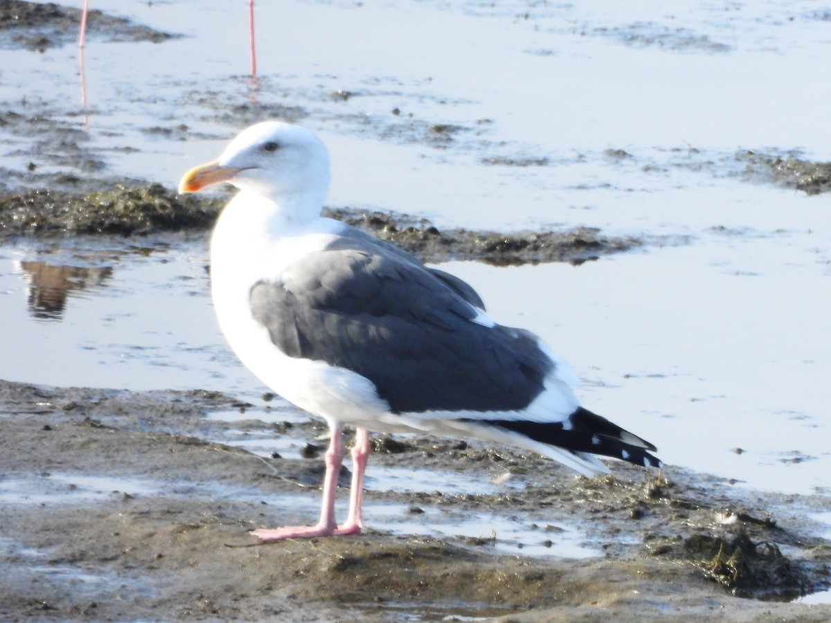 アメリカオオセグロカモメ - ML645556649