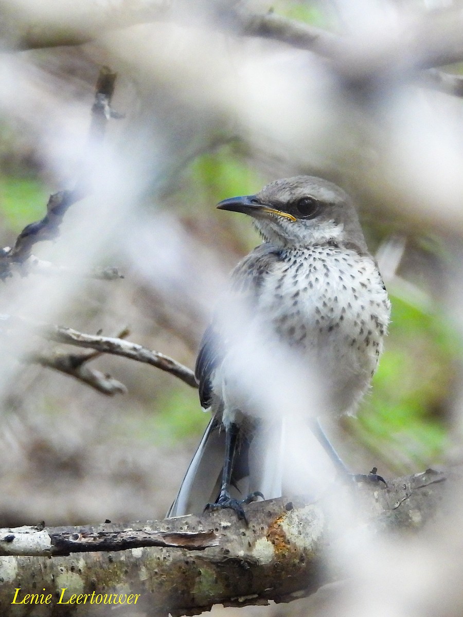Tropikal Taklitçi - ML645556657