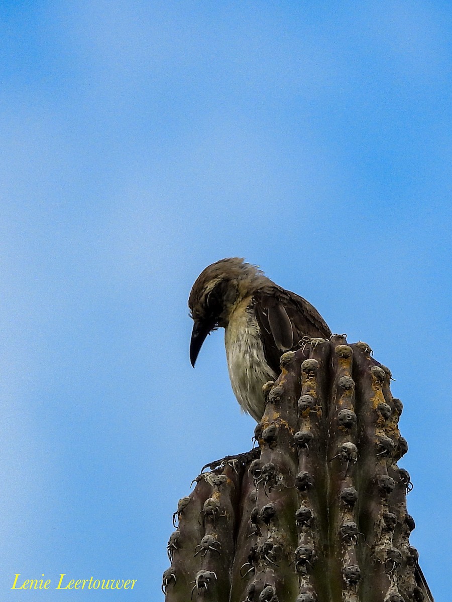 Tropikal Taklitçi - ML645556658