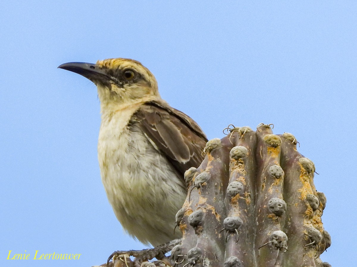 Tropikal Taklitçi - ML645556659
