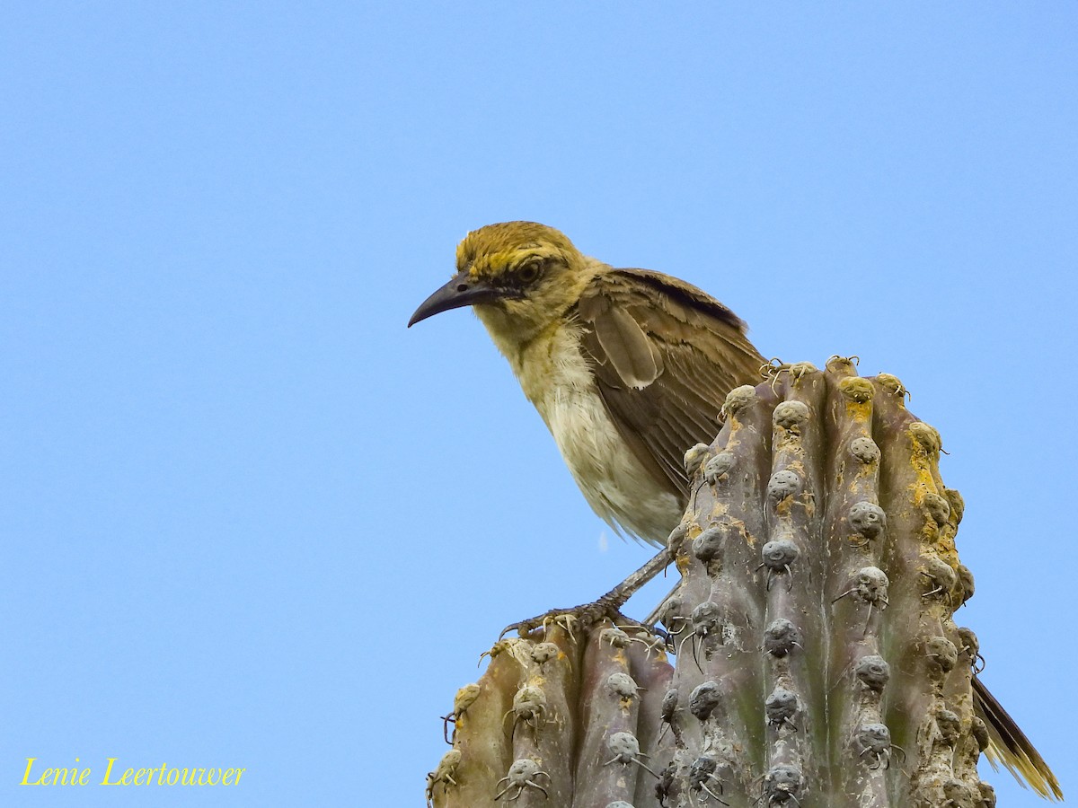 Tropikal Taklitçi - ML645556660