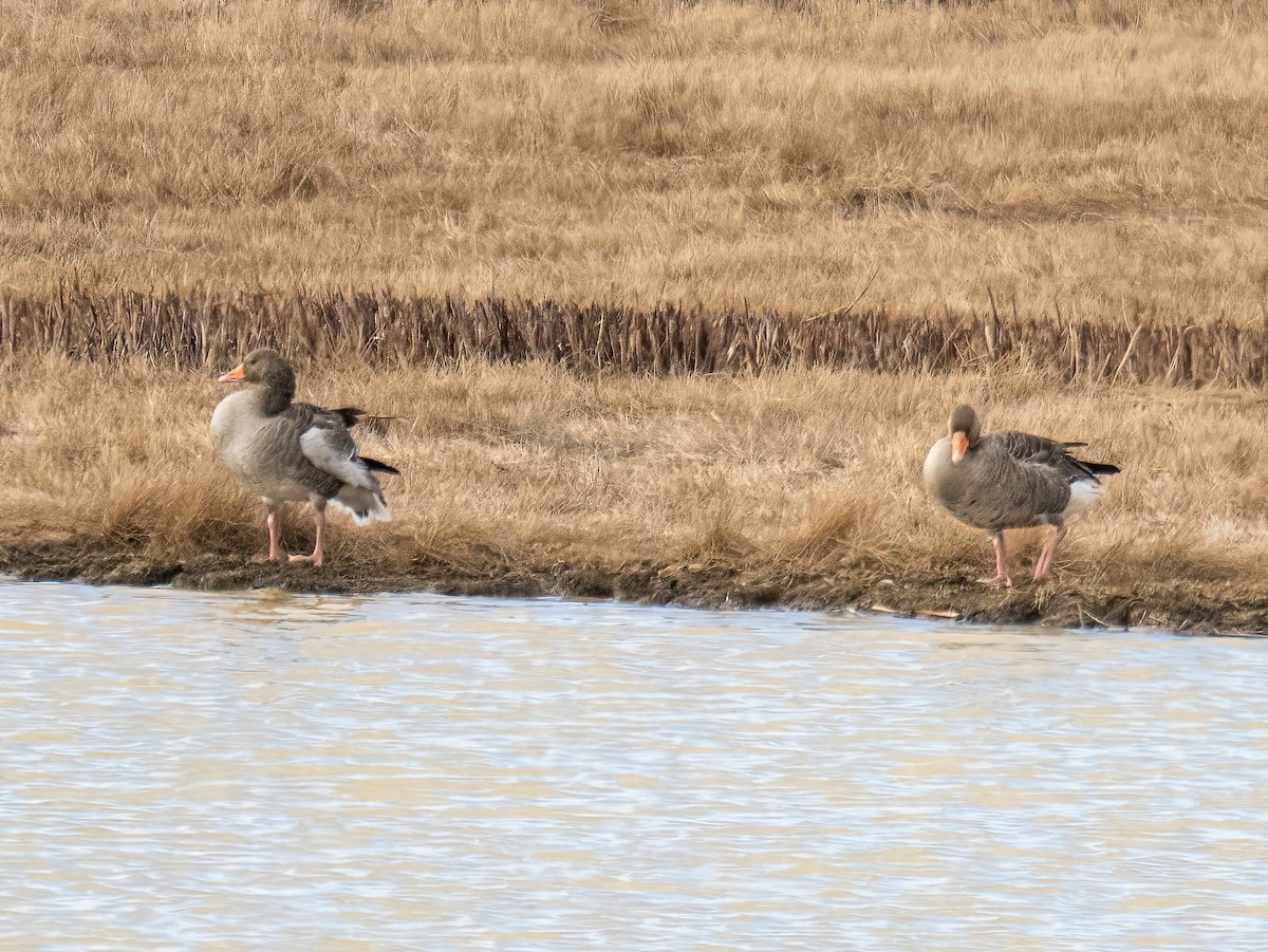 Гуска сіра - ML645556663