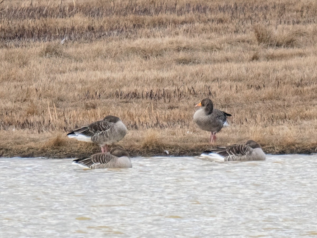 Гуска сіра - ML645556664