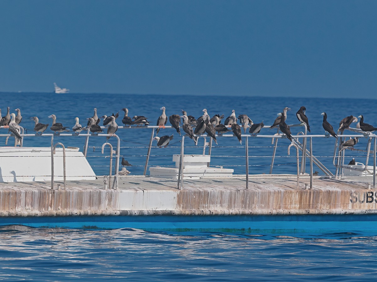סולה אדומת-רגל - ML645556665