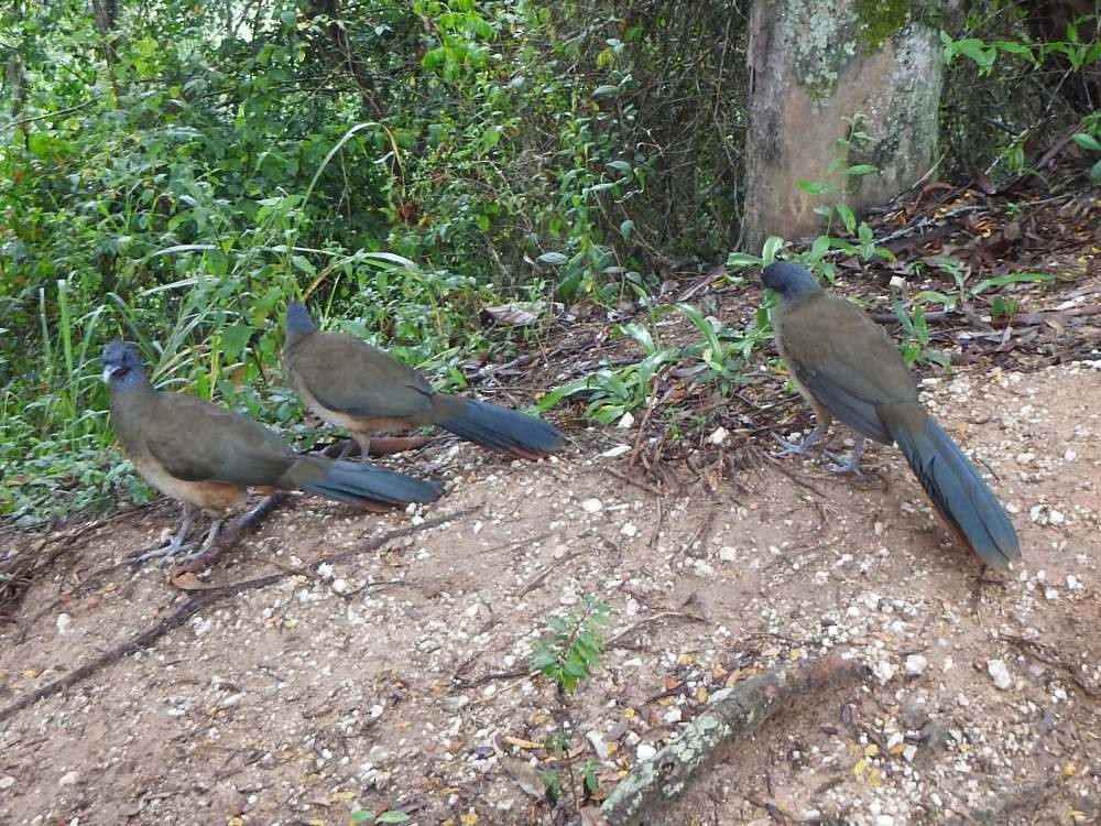 Чачалака рудогуза - ML645556678