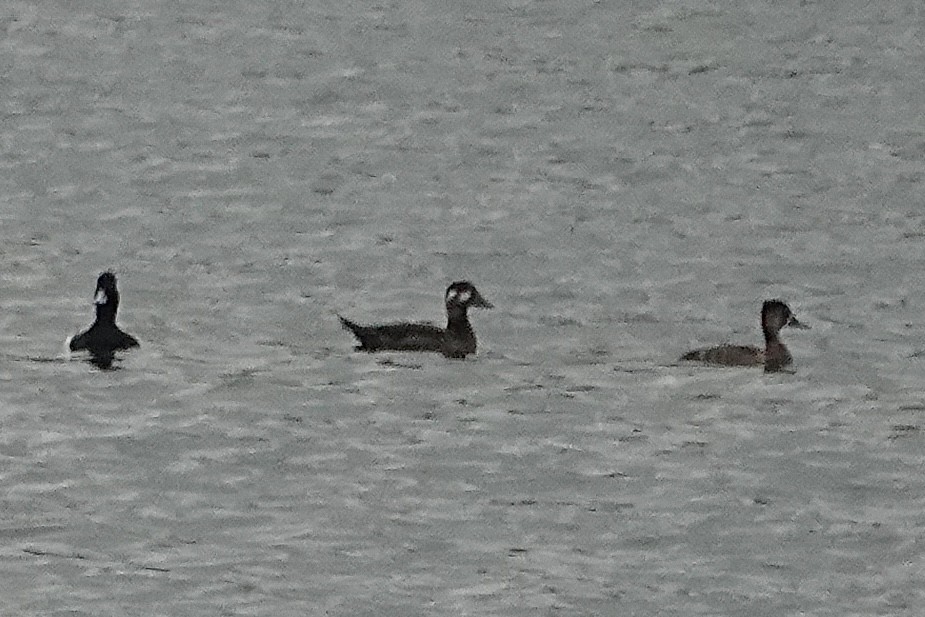 Surf Scoter - ML645556681