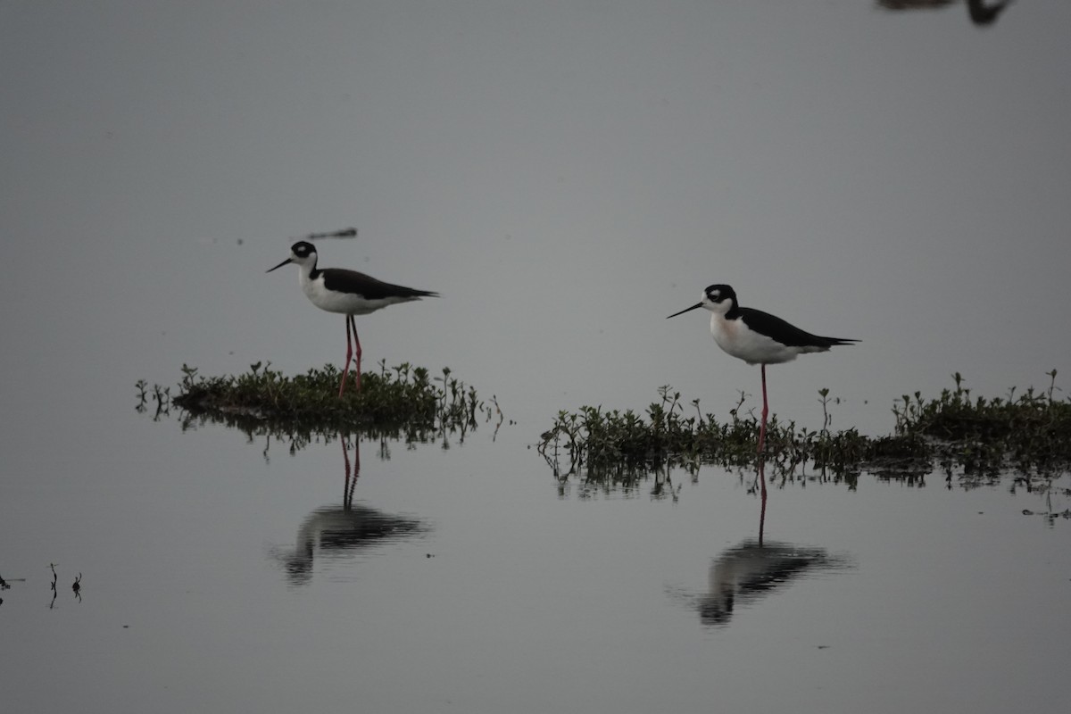 Black-necked Stilt - ML645556698