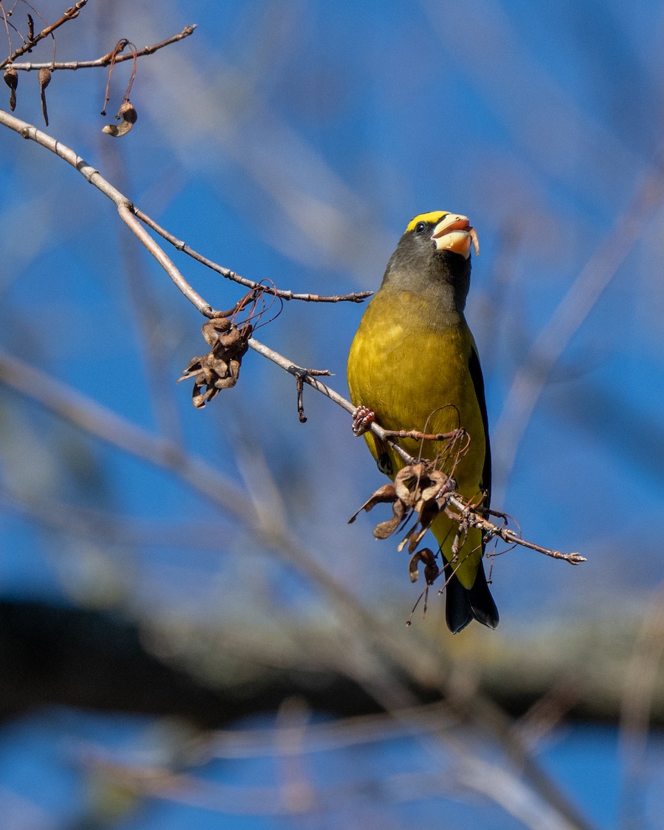 Evening Grosbeak - ML645556708