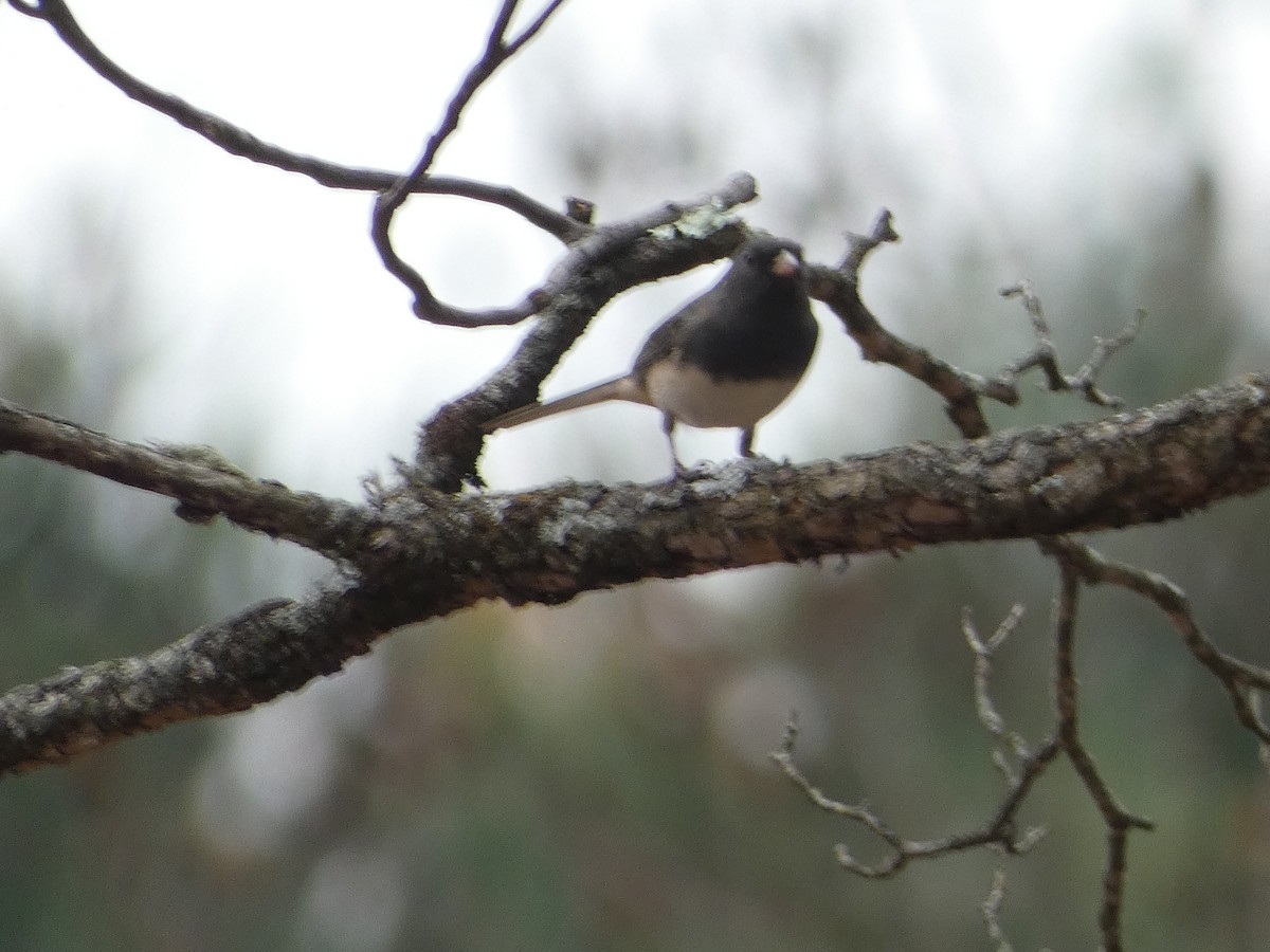 Dark-eyed Junco - ML645556711