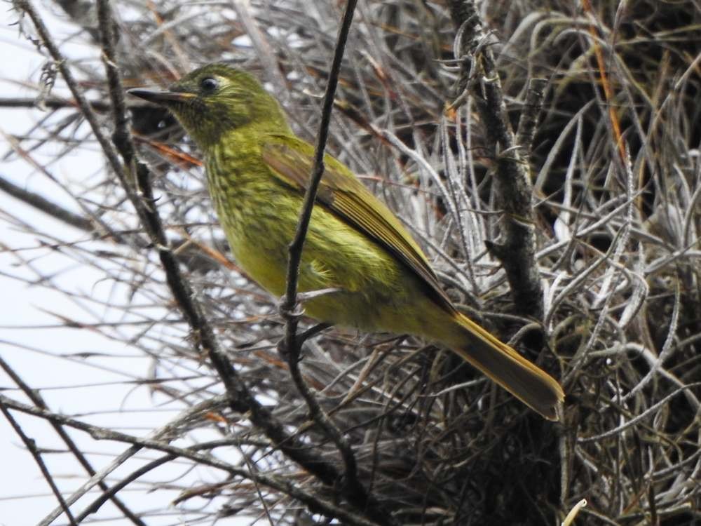 Тиранчик-мухолюб зелений - ML645556716