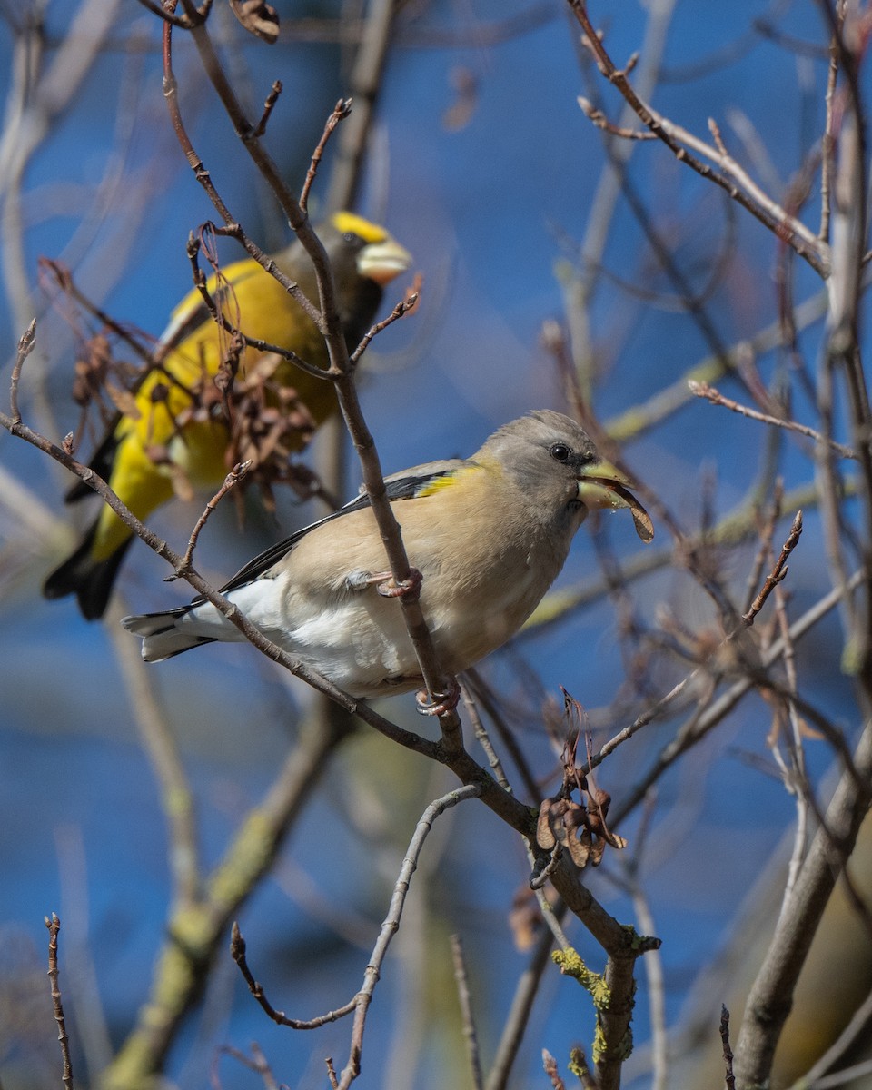 Evening Grosbeak - ML645556722
