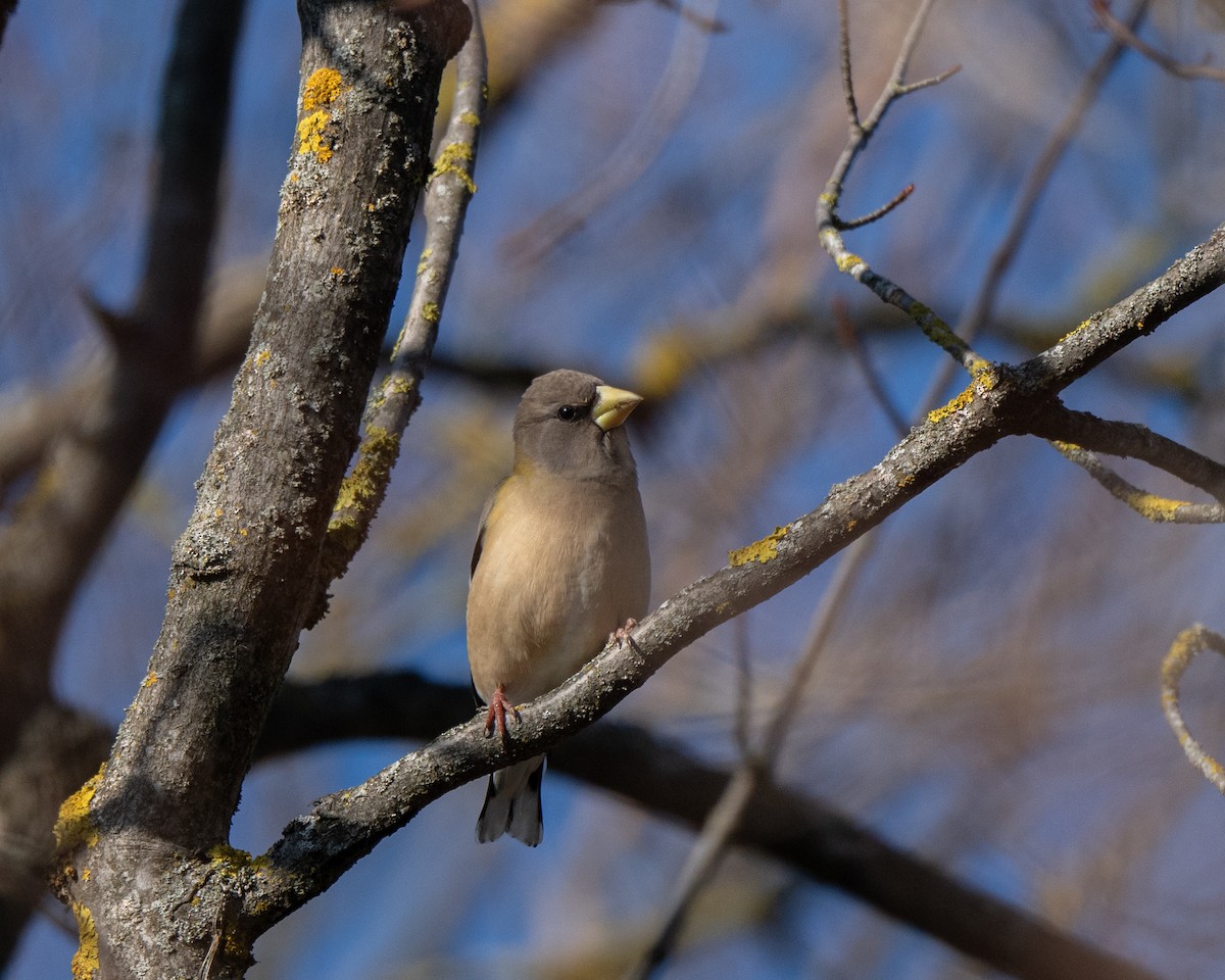 Evening Grosbeak - ML645556727