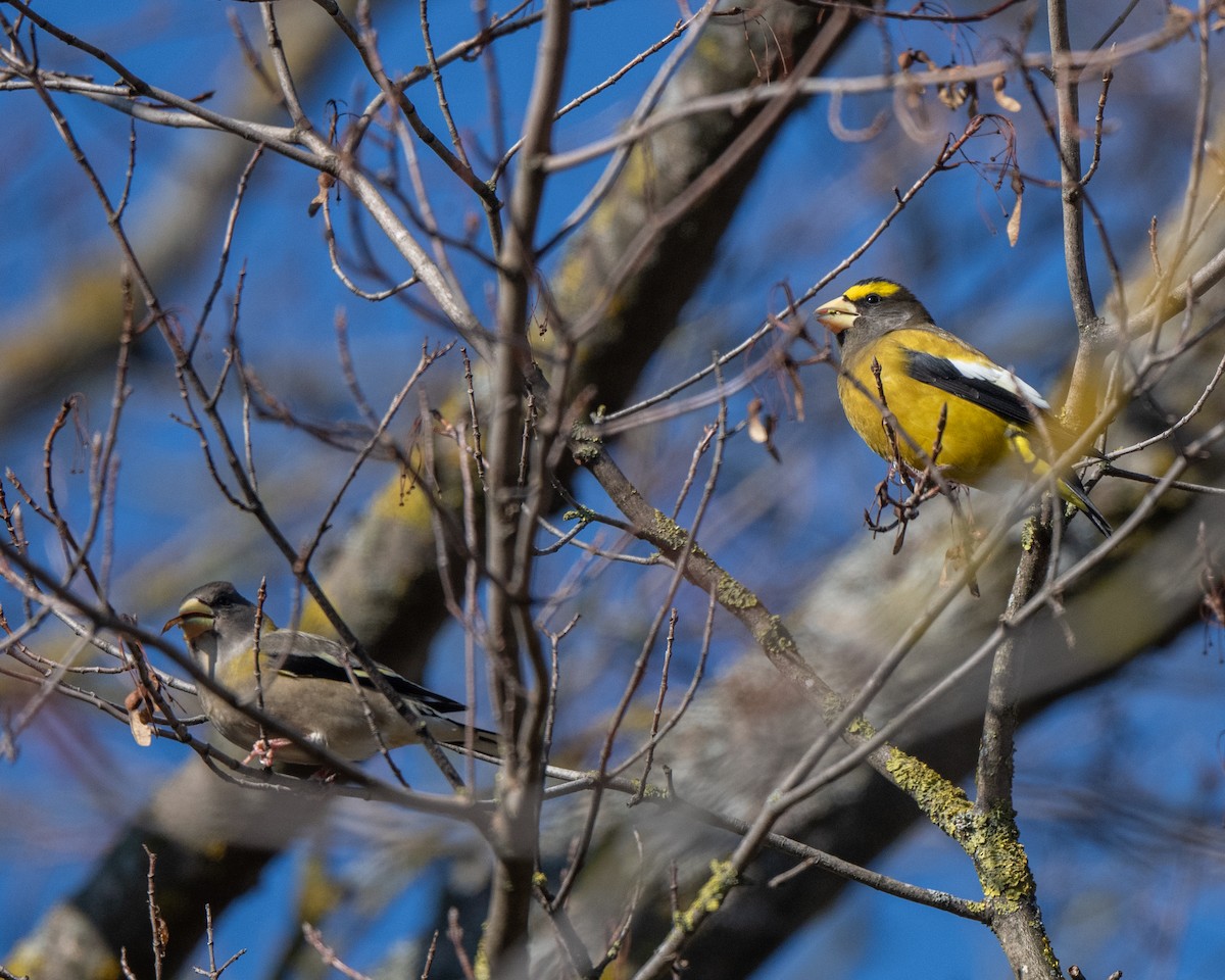 Evening Grosbeak - ML645556728
