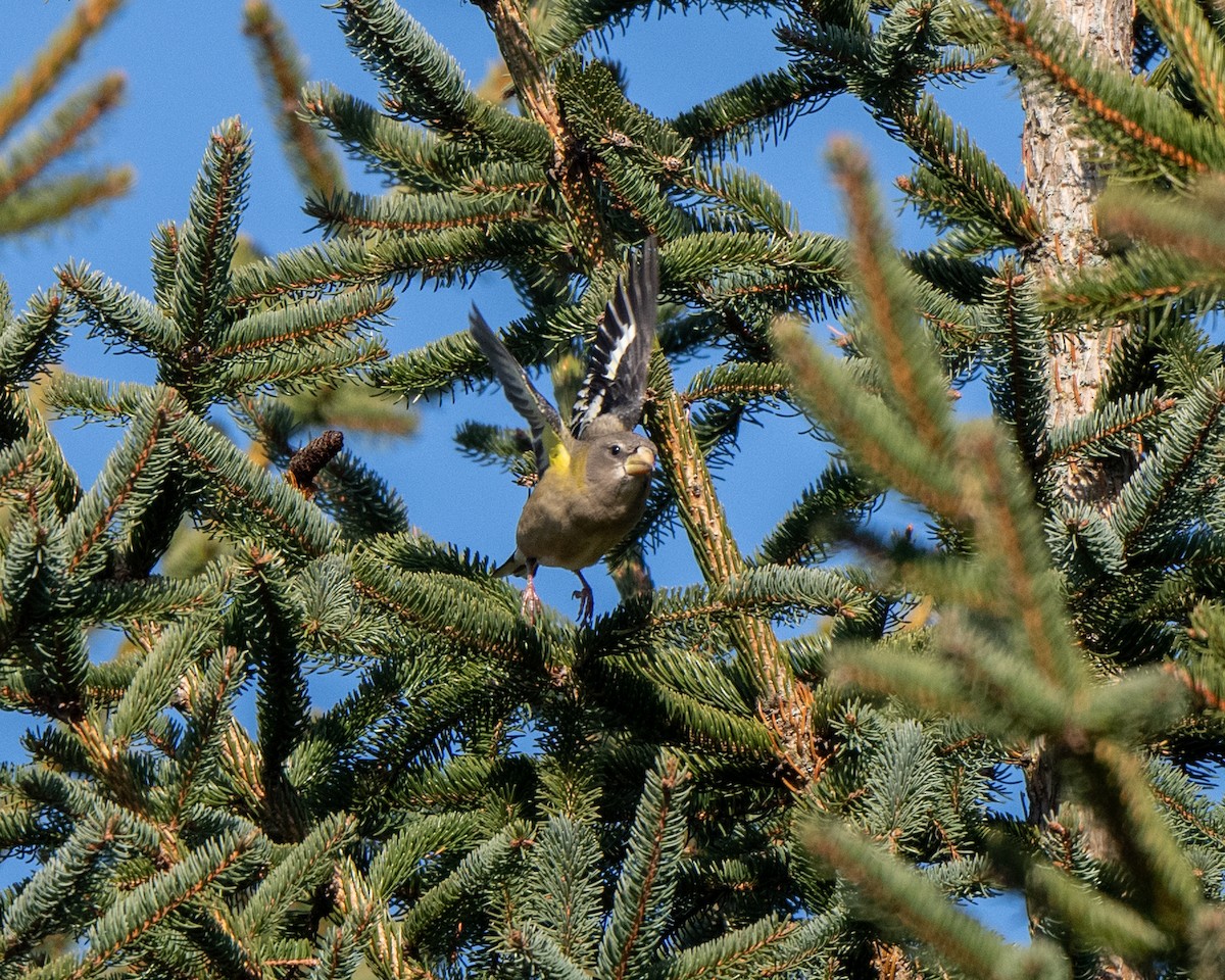 Evening Grosbeak - ML645556729