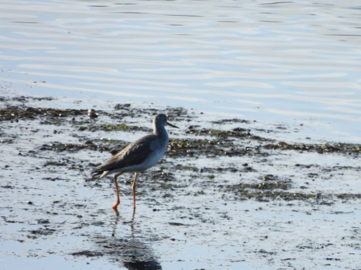 Greater Yellowlegs - ML645556743