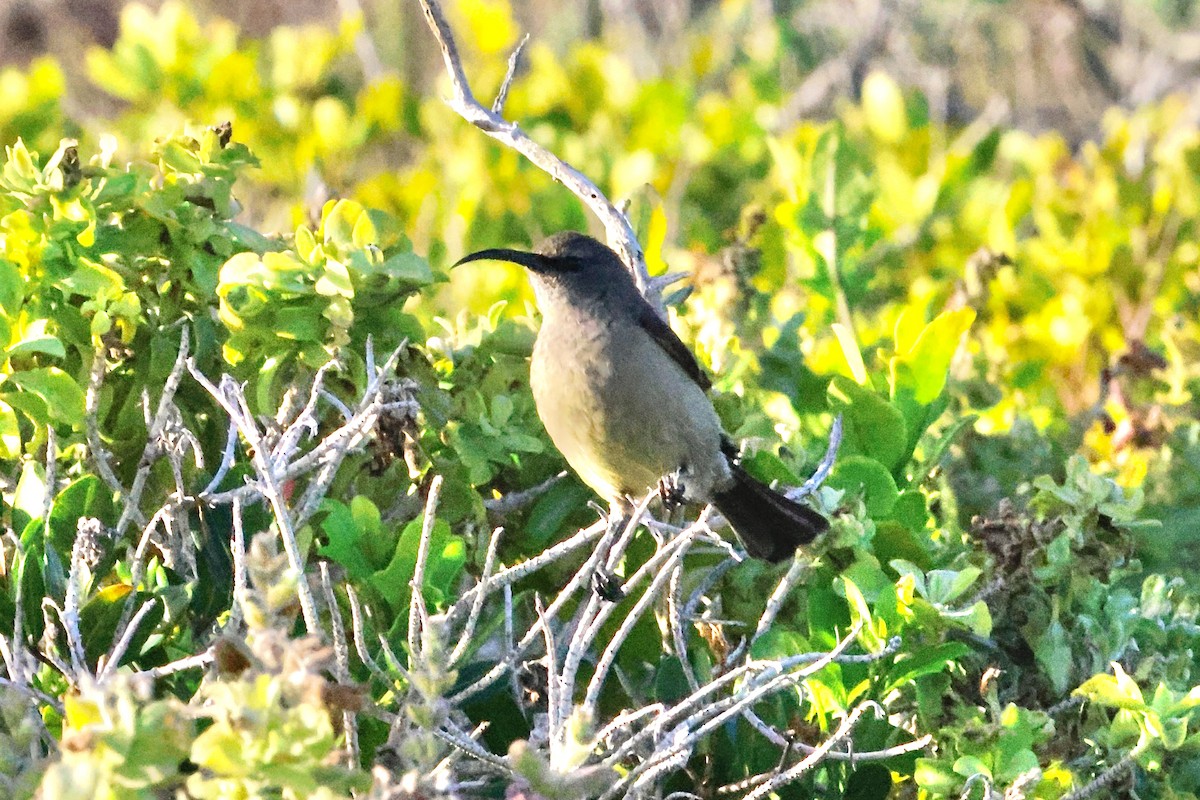 Greater Double-collared Sunbird - ML645556754