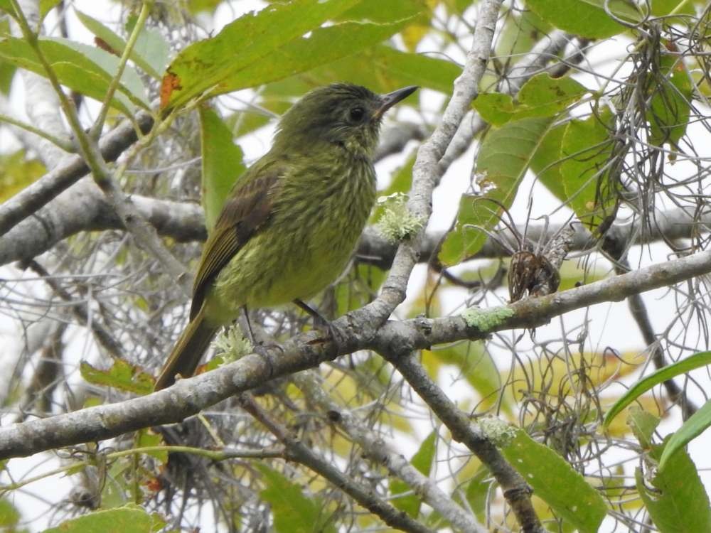 Тиранчик-мухолюб зелений - ML645556755