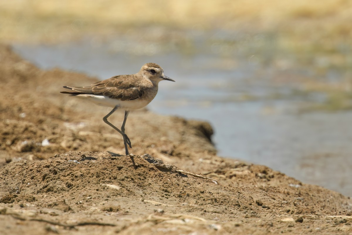 Caspian Plover - ML645556760