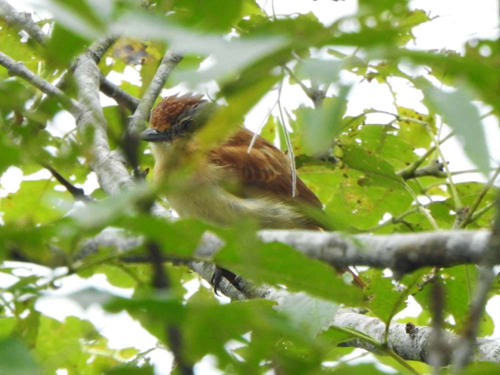 Chestnut-crowned Becard - ML645556761