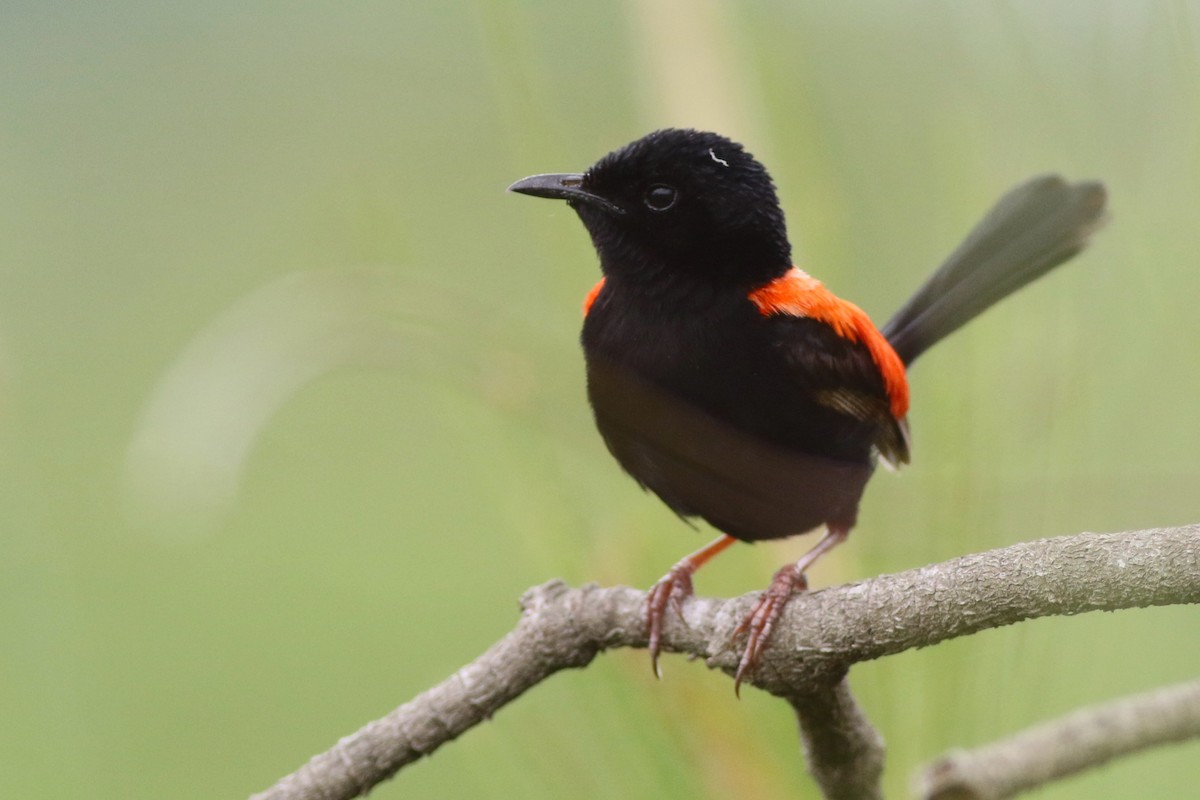 černáček rudohřbetý - ML645556772