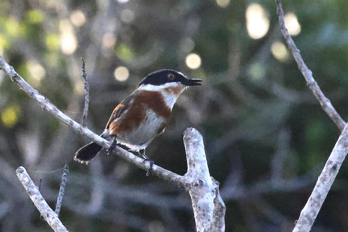 Kapschnäpper - ML645556773