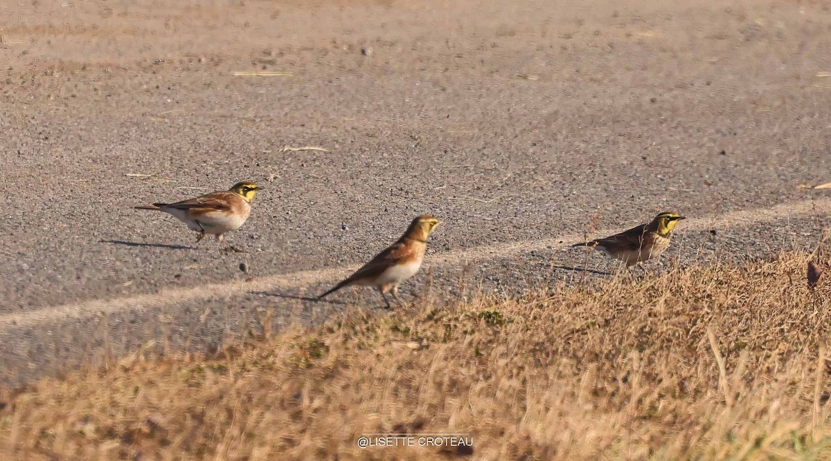 Alondra Cornuda - ML645556794