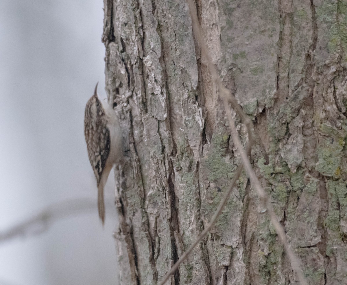Brown Creeper - ML645556807