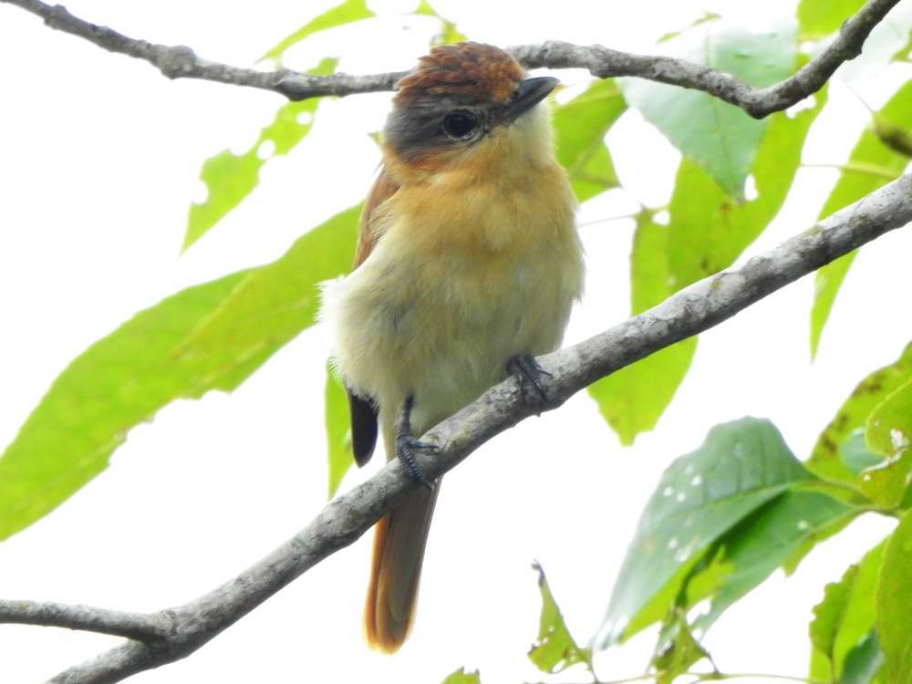 Chestnut-crowned Becard - ML645556809