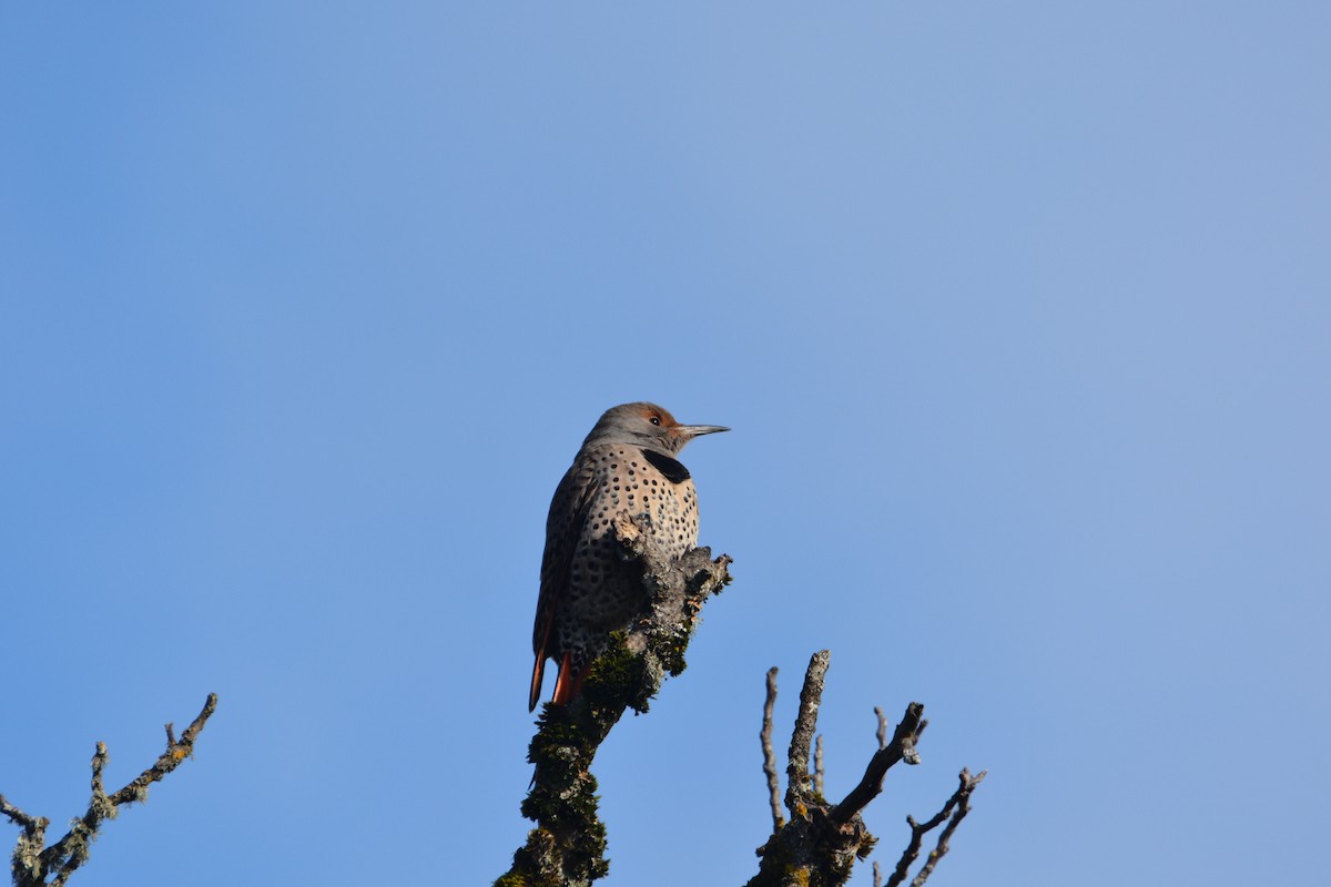 Northern Flicker - ML645556812