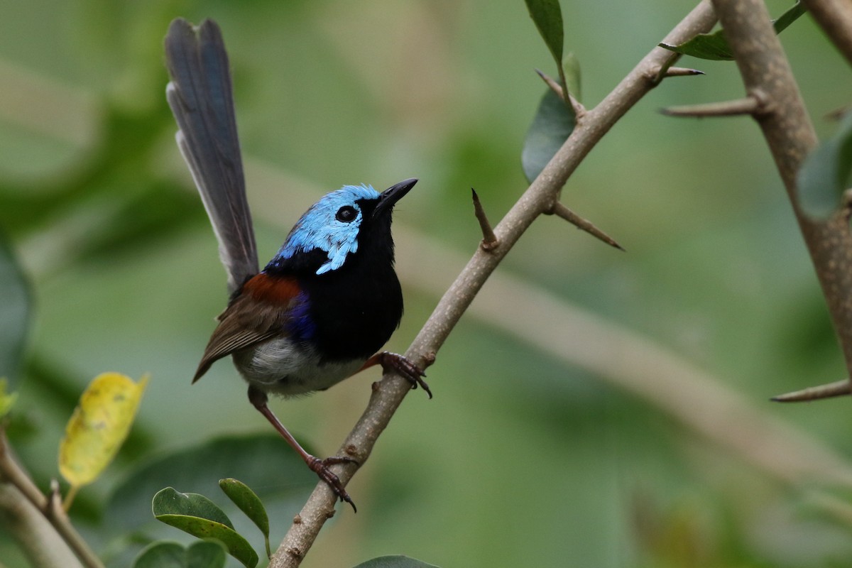 modropláštník proměnlivý - ML645556813