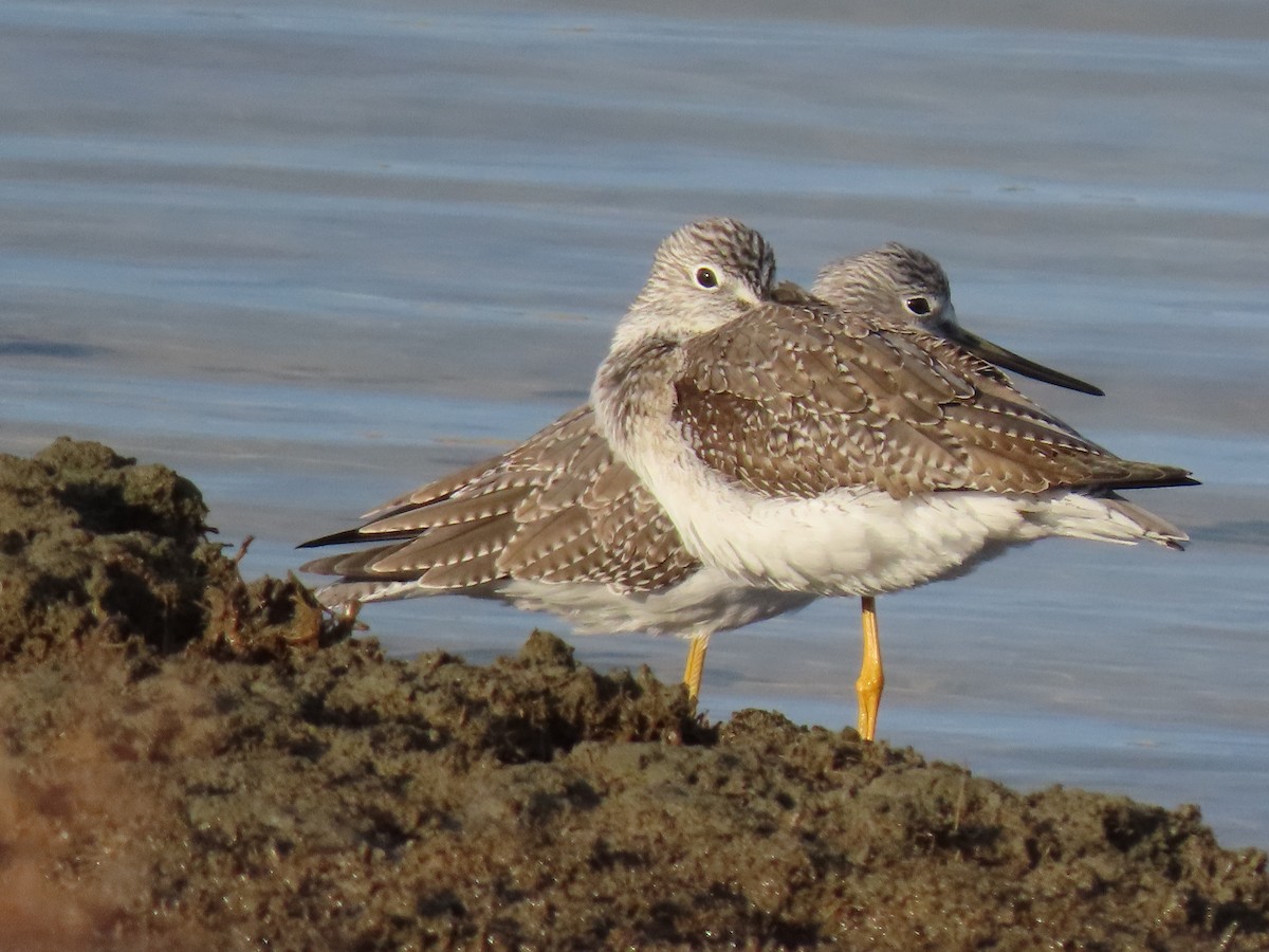 Greater Yellowlegs - ML645556815