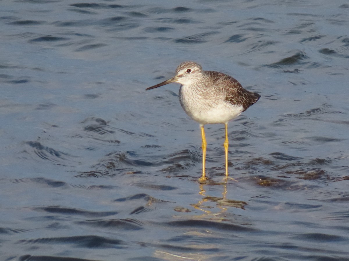 Greater Yellowlegs - ML645556816