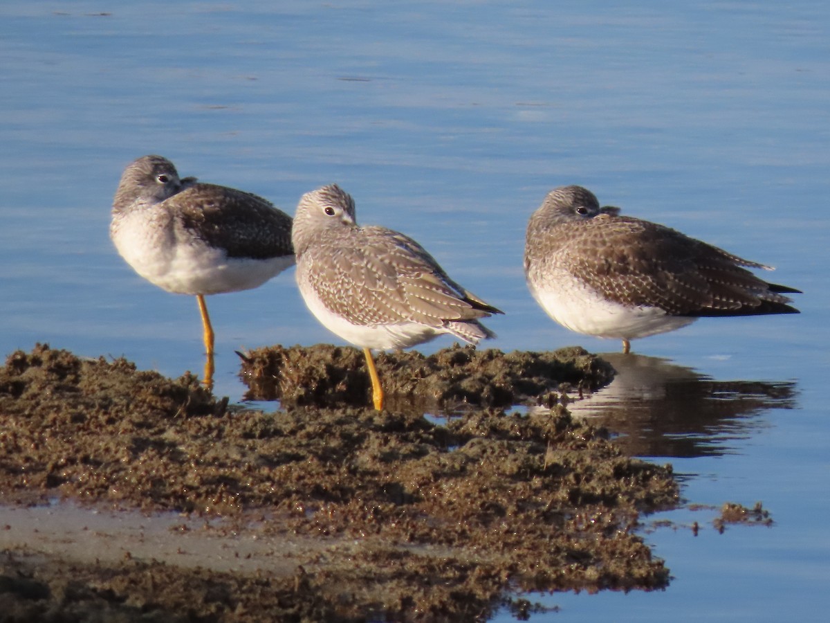 Greater Yellowlegs - ML645556817