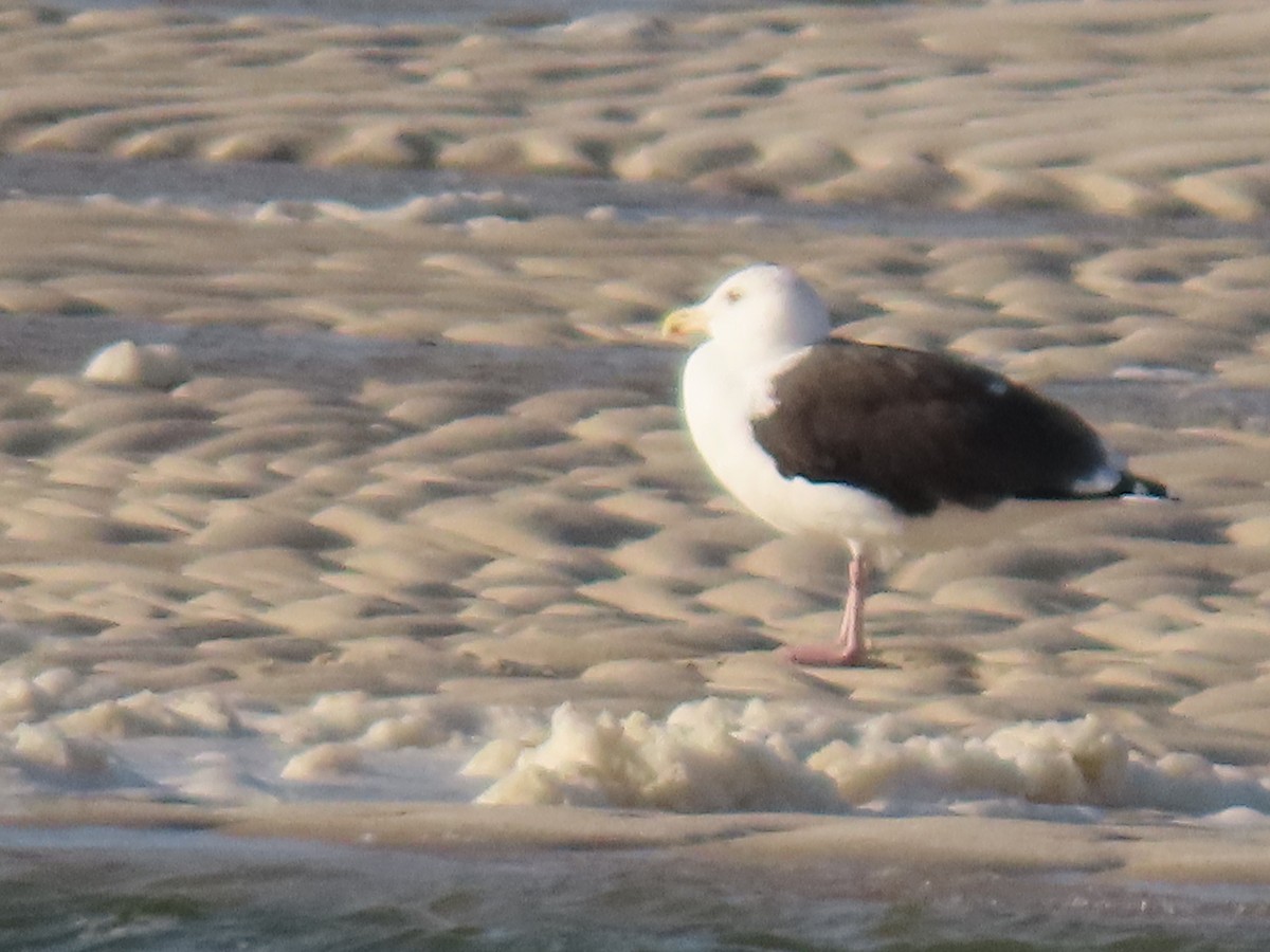 Gavión Atlántico - ML645556827