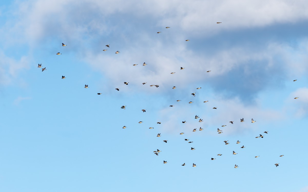 Cedar Waxwing - ML645556828