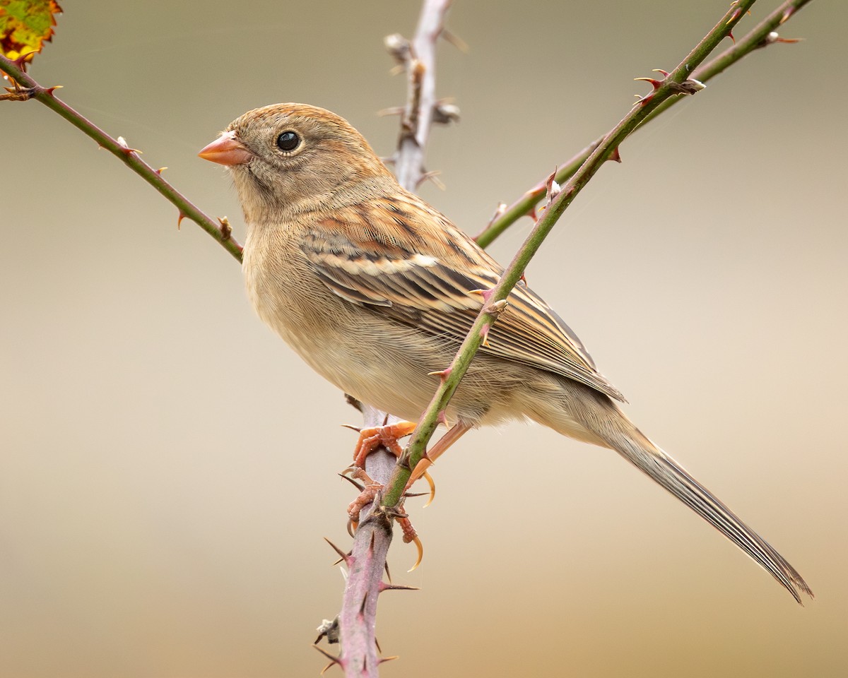 Field Sparrow - ML645556843