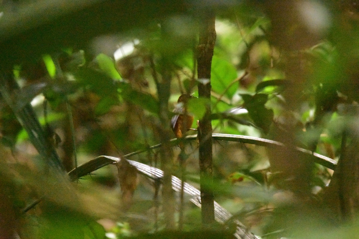 Cinnamon-rumped Foliage-gleaner - ML645556851