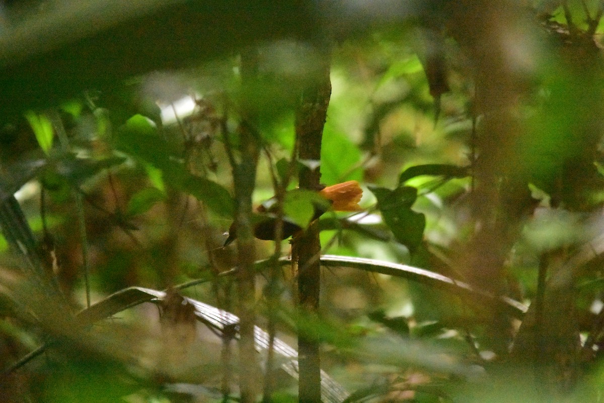 Cinnamon-rumped Foliage-gleaner - ML645556852