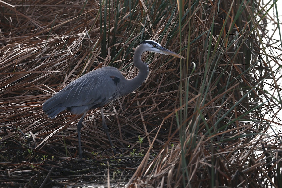 Great Blue Heron - ML645556854