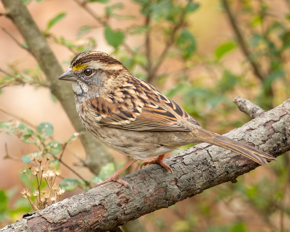 White-throated Sparrow - ML645556856
