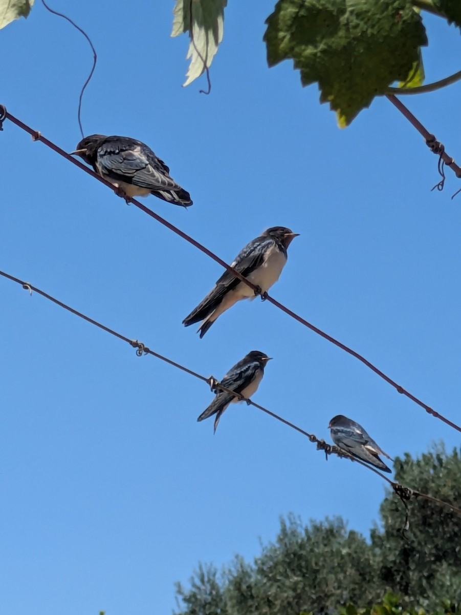 Ластівка сільська (підвид rustica) - ML645556862