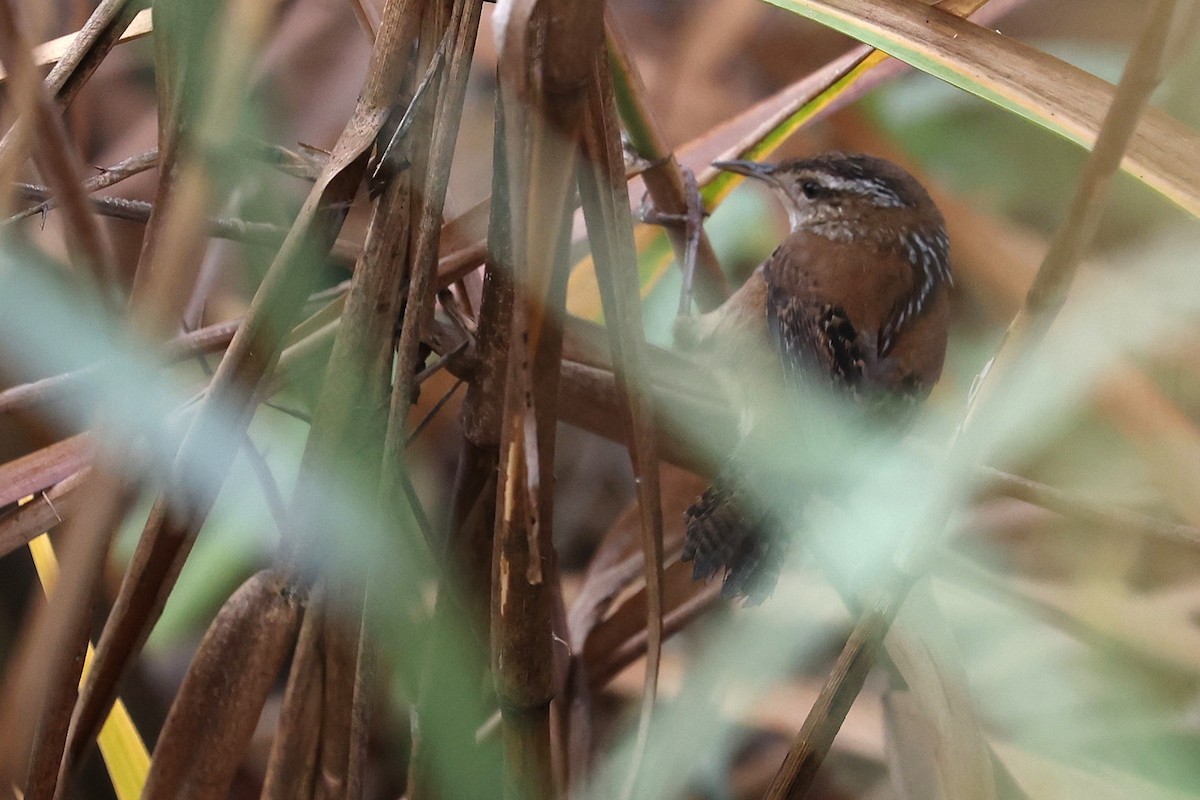 Marsh Wren - ML645556867