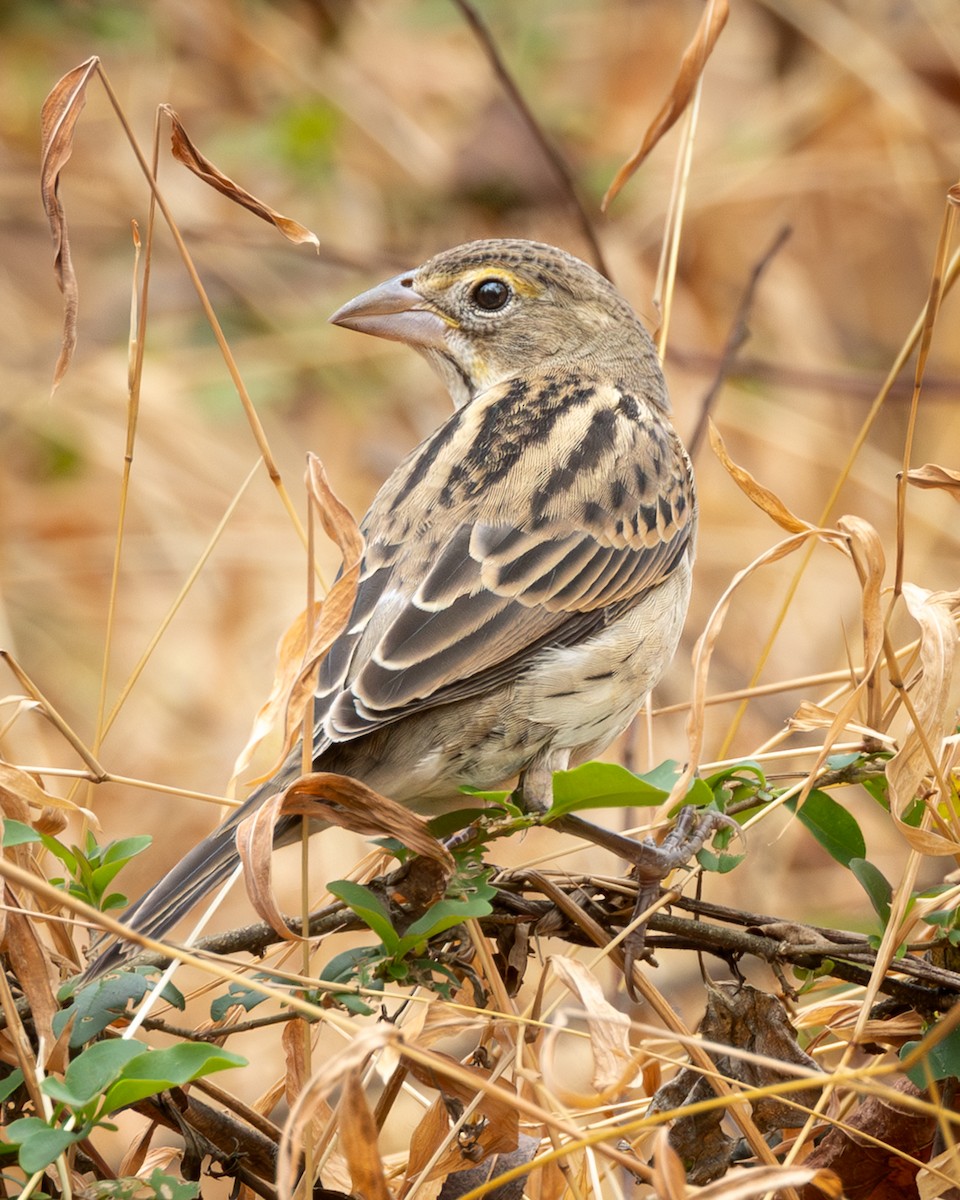Dickcissel - ML645556870