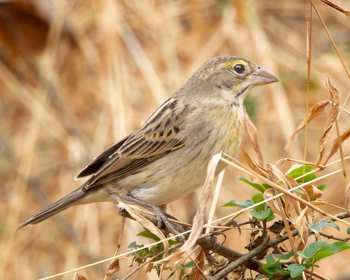 Dickcissel - ML645556872