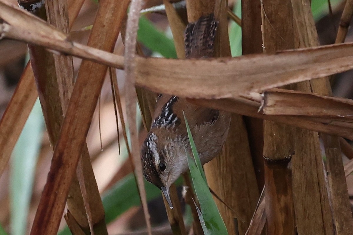 Marsh Wren - ML645556874