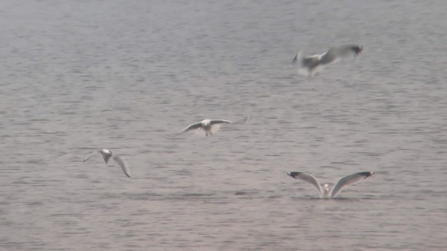 Бонапартова чайка - ML645556875